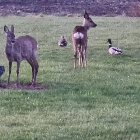 Kastanjegaarden Appartamento *