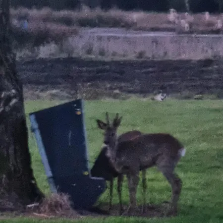 Kastanjegaarden * Ansager