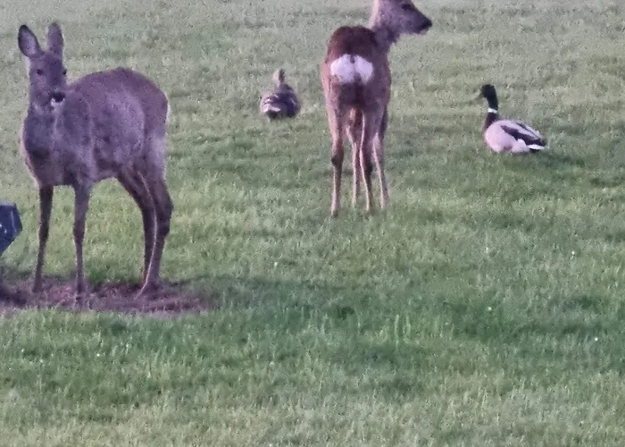 Kastanjegaarden Daire *