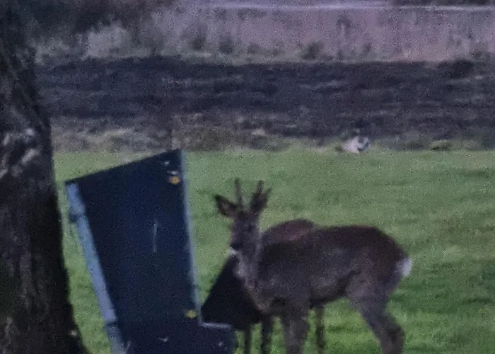 Kastanjegaarden * Ansager