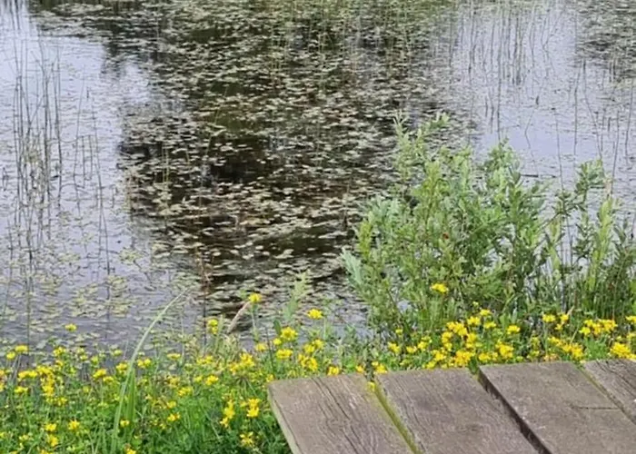 Daire Kastanjegaarden Ansager